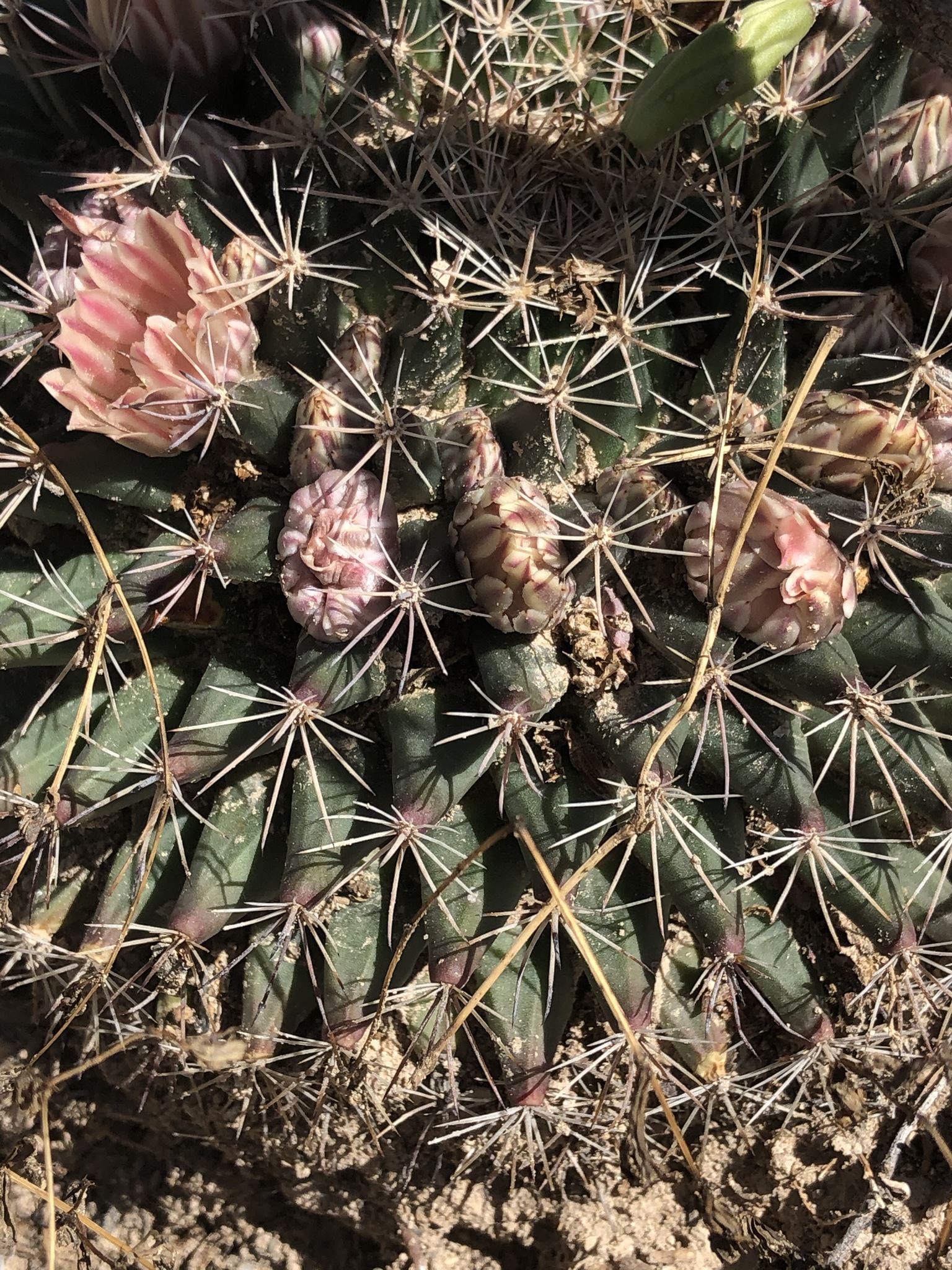 Mammillaria heyderi